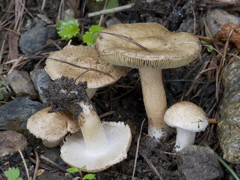 Inocybe appendiculata